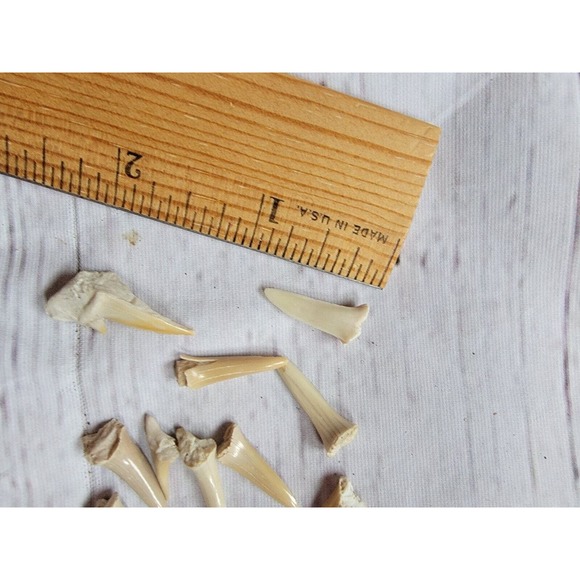 Shark Teeth Fossil Science Crafting Lot - Picture 4 of 5